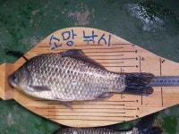         조황/조행기 > 낚시점 조황 > 괴산,음성     조황/조행기 > 낚시점 조황 > 괴산,음성