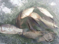 조황/조행기 > 스마트조황 > 용곡지 조과^^