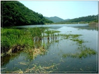 조황/조행기 > 작품 조행기 > 무더위속에 찾아온 4짜