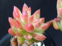 꽃씨네 업뎃 했어요..&&& 상점 뉴스