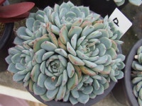 (6/7)아영다육 업뎃완료~*^ㅇ^*~업뎃은 계속됩니다.화분 세일중~ 상점 뉴스