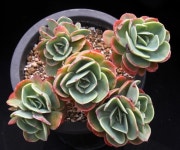 에스메랄다 다육식물