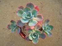 블루스카이 다육식물