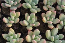 청성미인짱짱(랜덤)~~느낌있어요~~ 다육식물