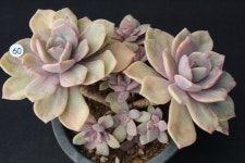 짚시변이종(308-60) 다육식물