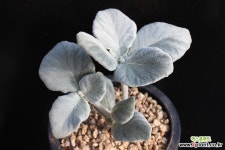 단애여왕 0710 다육식물