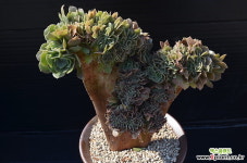 가28-81 중대품 캐시미어바이올렛 다육식물