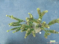 무을녀2 다육식물