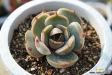 피아세븐 다육식물