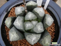 만상 백묘(白妙) (Haworthia maughanii Shirotae) (자구) 하월시아