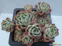 원종라라(묵은아이) 613-5431 다육식물