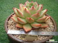 가이아2(국내C농장 진품) 다육식물 가이아2(국내