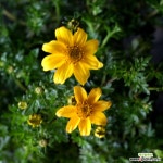 바이랜드 야생화