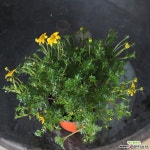 바이랜드 야생화