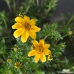 바이랜드 야생화