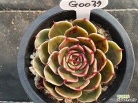 산타루이스 G0037 다육식물