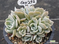 런요니 군생 G0272 다육식물