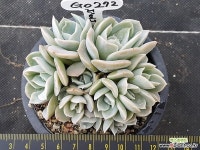 런요니 군생 G0272 다육식물