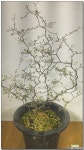 크로키아 야생화