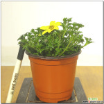 바이랜드/소 야생화