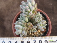 특가-블루빈스(렌덤) 다육금