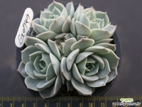 플뢰르프랑코 자연군생 G0747 다육식물