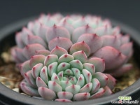 블루미니마 G0843 다육식물