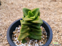 신동-71 다육식물