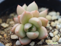 아보가토크림 군생 G1020 다육식물