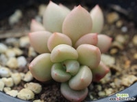 아보가토크림 군생 G1020 다육식물