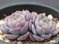 미니카시즈 자연군생 G1126 다육식물