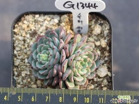 슈퍼써클 자연군생 G1344 다육식물