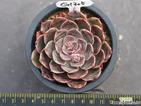 산타루이스 G1305 다육식물