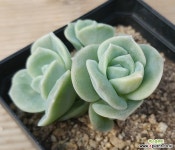 러블리로즈금 경매  