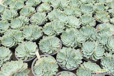 뉴深蓝色群生[随机] 多肉植物 (Echeveria Mazarine)