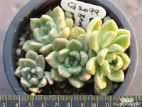 멜로디 자연군생 G2099 다육식물