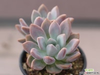 오팔리나 자연군생 G2171 다육식물