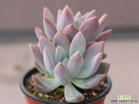 오팔리나 자연군생 G2171 다육식물