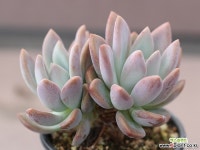 오팔리나 자연군생 G2171 다육식물