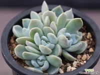 雪兔自然群生G2219 多肉植物 (Echeveria snow bunny)