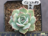 핑크팁스 G2287 다육식물
