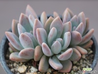 奥普琳娜自然群生G2273 多肉植物 (Graptoveria Opalina)