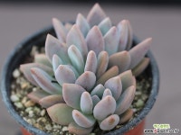 奥普琳娜自然群生G2273 多肉植物 (Graptoveria Opalina)