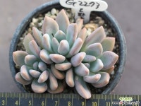 奥普琳娜自然群生G2273 多肉植物 (Graptoveria Opalina)