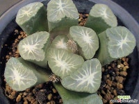 만상 밀레니엄 (Haworthia maughanii Millenium) 하월시아