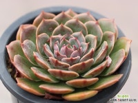 산타루이스 G2329 다육식물