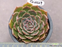 산타루이스 G2329 다육식물
