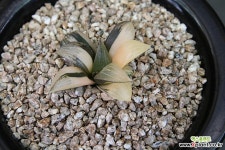 하월시아 환엽 E콤푸토니아금 (Haworthia Ecomputonia round leaf variegated) 하월시아