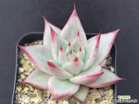 야생마리아 G3033 다육식물