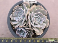 抵园之舞自然群生G3058 多肉植物 (Echeveria shaviana)